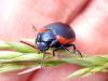 Chrysolina sanguinolenta